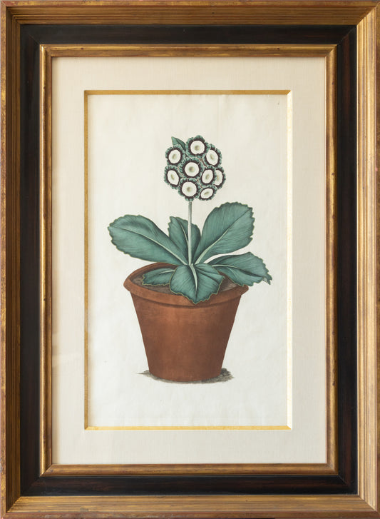 James Sowerby, Plate 4 (London: 1789-90)