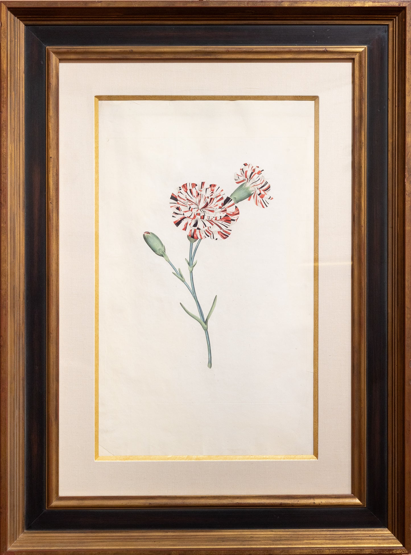 James Sowerby, Plate 1. [A Carnation], (London: 1789-90)