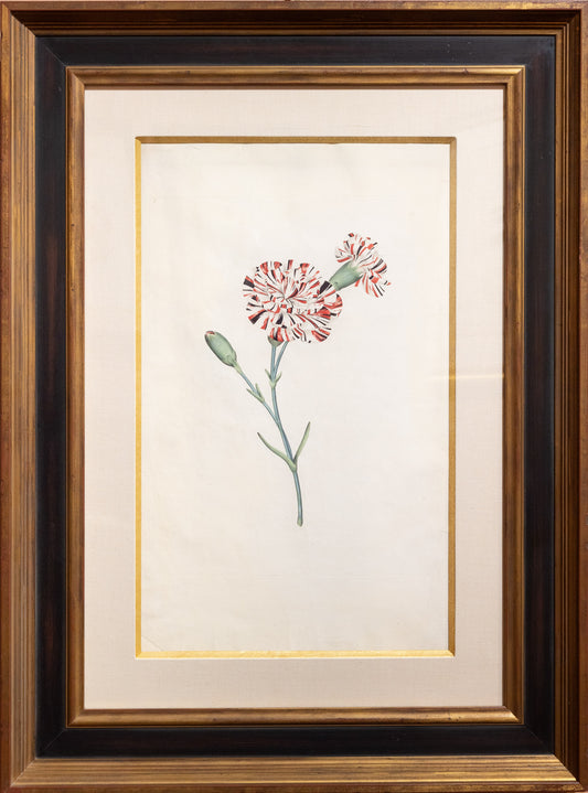 James Sowerby, Plate 1. [A Carnation], (London: 1789-90)