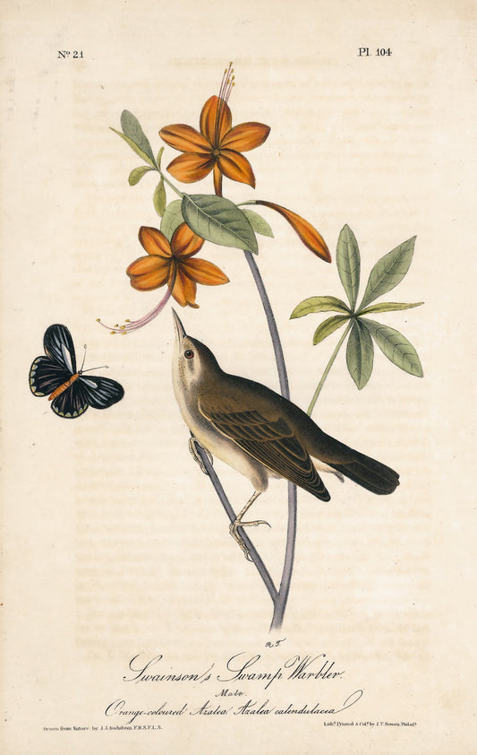AUDUBON, John James (1785 - 1851), Swainson's Swamp Warbler (Plate 104), 1839-1844