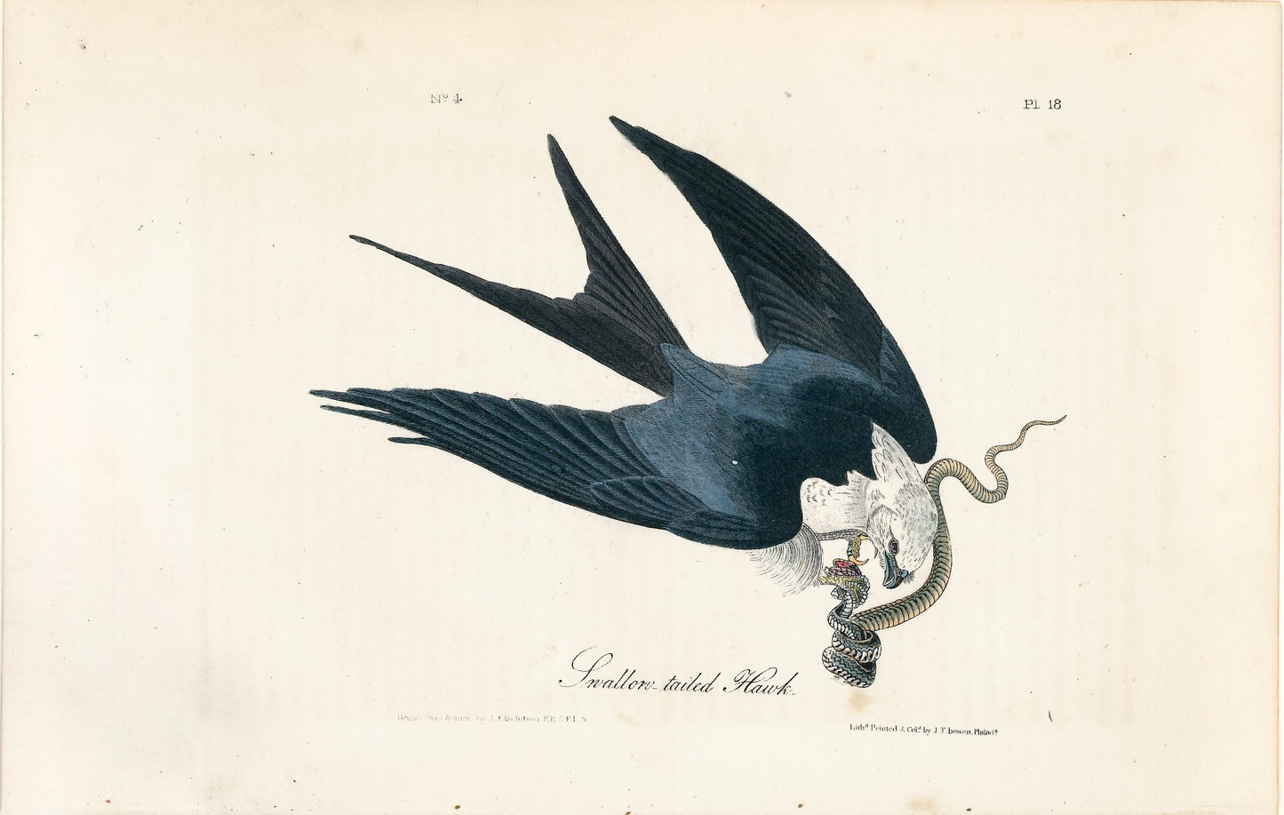 AUDUBON, John James (1785 - 1851), Swallow Tailed Hawk (Plate 18), 1839-1844