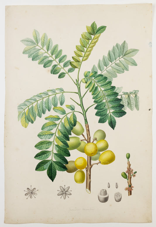 PIERRE JEAN FRANÇOIS TURPIN (FRENCH, 1775 – 1840). The Spanish Plumb Tree.