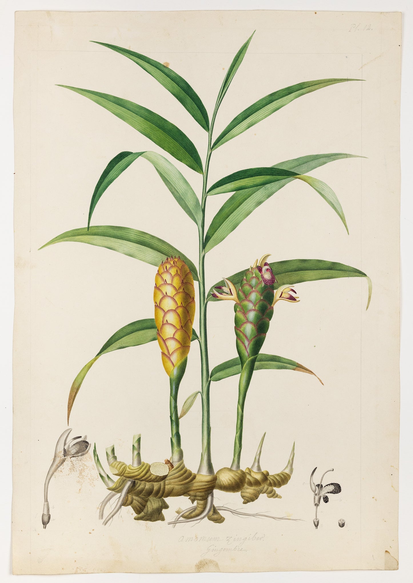 PIERRE JEAN FRANÇOIS TURPIN (FRENCH, 1775 - 1840). Ginger.