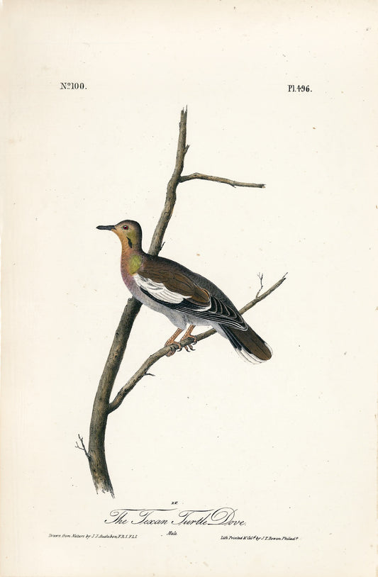AUDUBON, John James (1785 - 1851), Texan Turtle Dove (Plate 496), 1839-1844