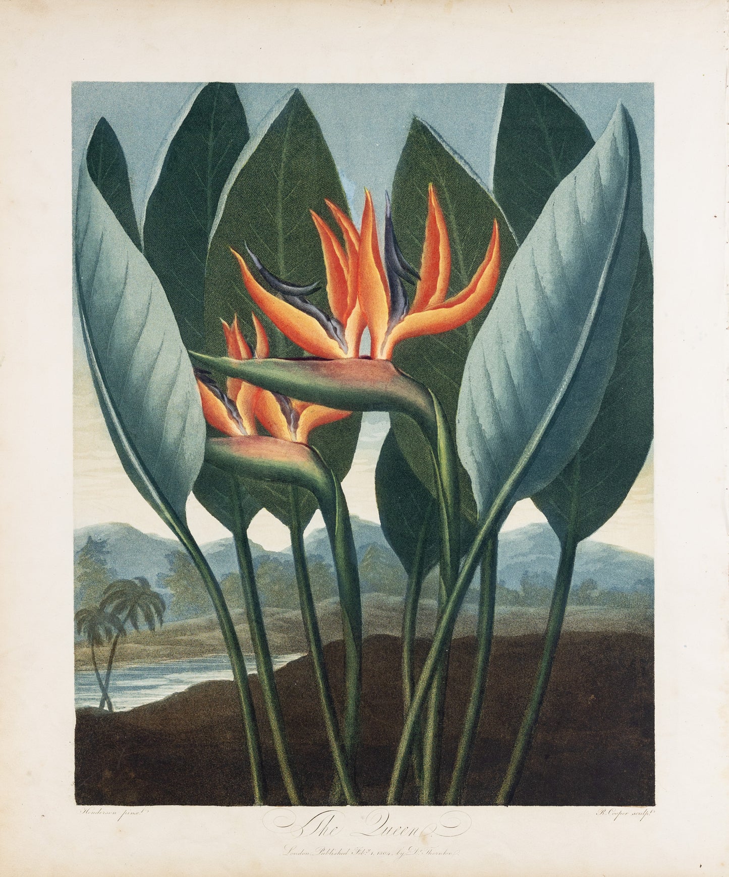 THORNTON, Dr Robert John (c. 1765-1832). Pl. 11, The Queen (Bird of Paradise)