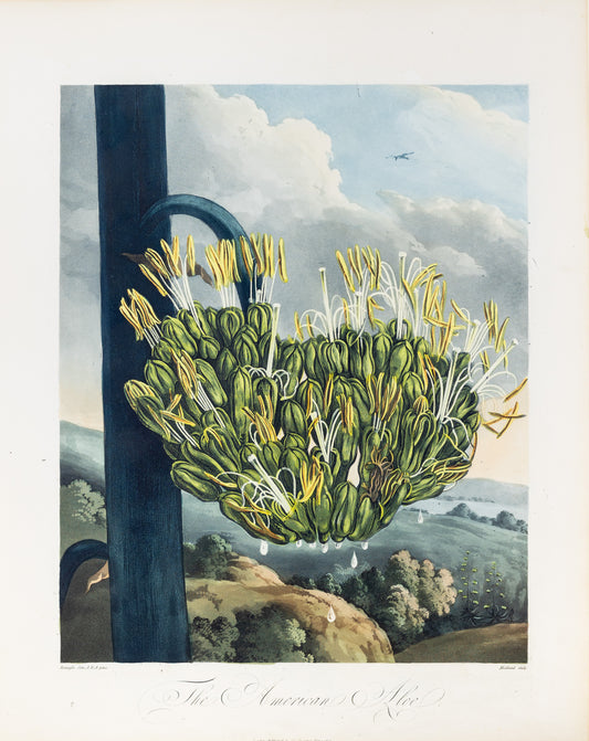 THORNTON, Dr Robert John (c. 1765-1832). Pl. 12, The American Aloe