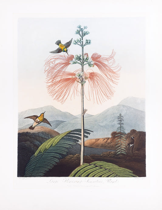 THORNTON, Dr Robert John (c. 1765-1832). Pl. 16, Large Flowering Sensitive Plant