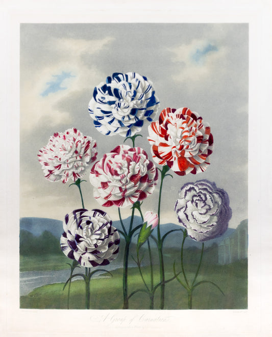 THORNTON, Dr Robert John (c. 1765-1832). Pl. 7, A Group of Carnations