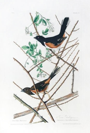 John James Audubon (1785-1851), Plate XXIX Towhe Bunting