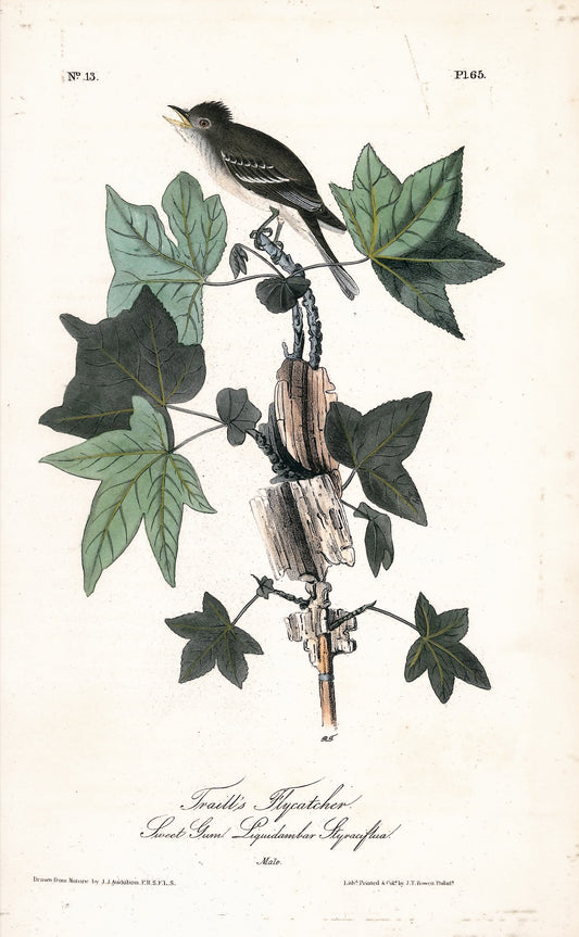 AUDUBON, John James (1785 - 1851), Traill's Flycatcher (Plate 65), 1839-1844