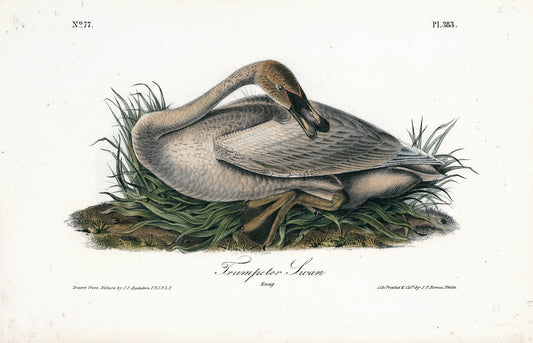 AUDUBON, John James (1785 - 1851), Trumpeter Swan (Plate 383), 1839-1844