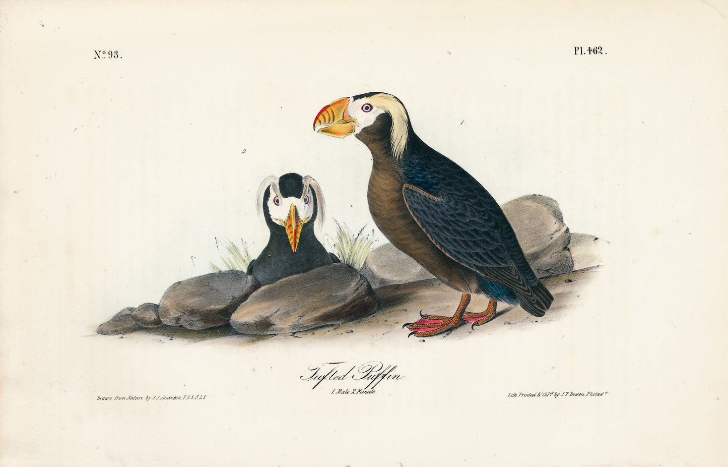 AUDUBON, John James (1785 - 1851), Tufted Puffin (Plate 462), 1839-1844