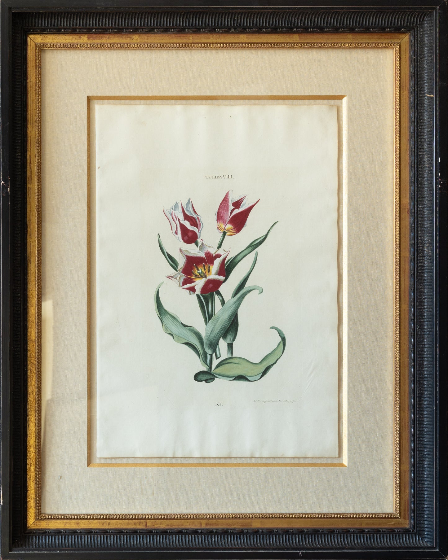 Adam Ludwig Wirsing, Tulipa VIIII. (Nuremberg: Seligmann, 1767)