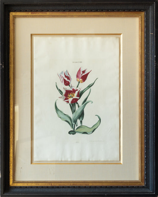 Adam Ludwig Wirsing, Tulipa VIIII. (Nuremberg: Seligmann, 1767)