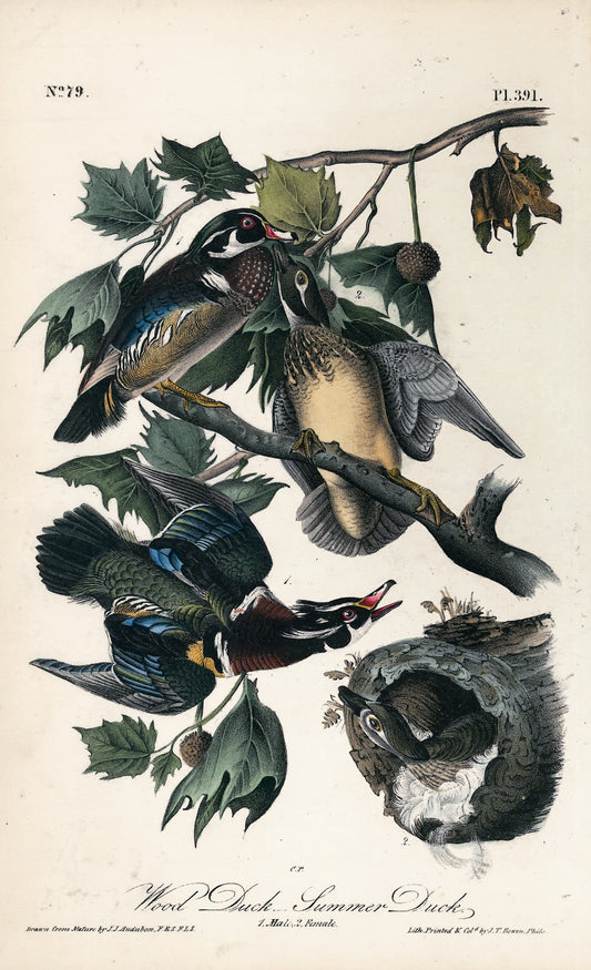 AUDUBON, John James (1785 - 1851), Wood Duck Summer Duck (Plate 391), 1839-1844