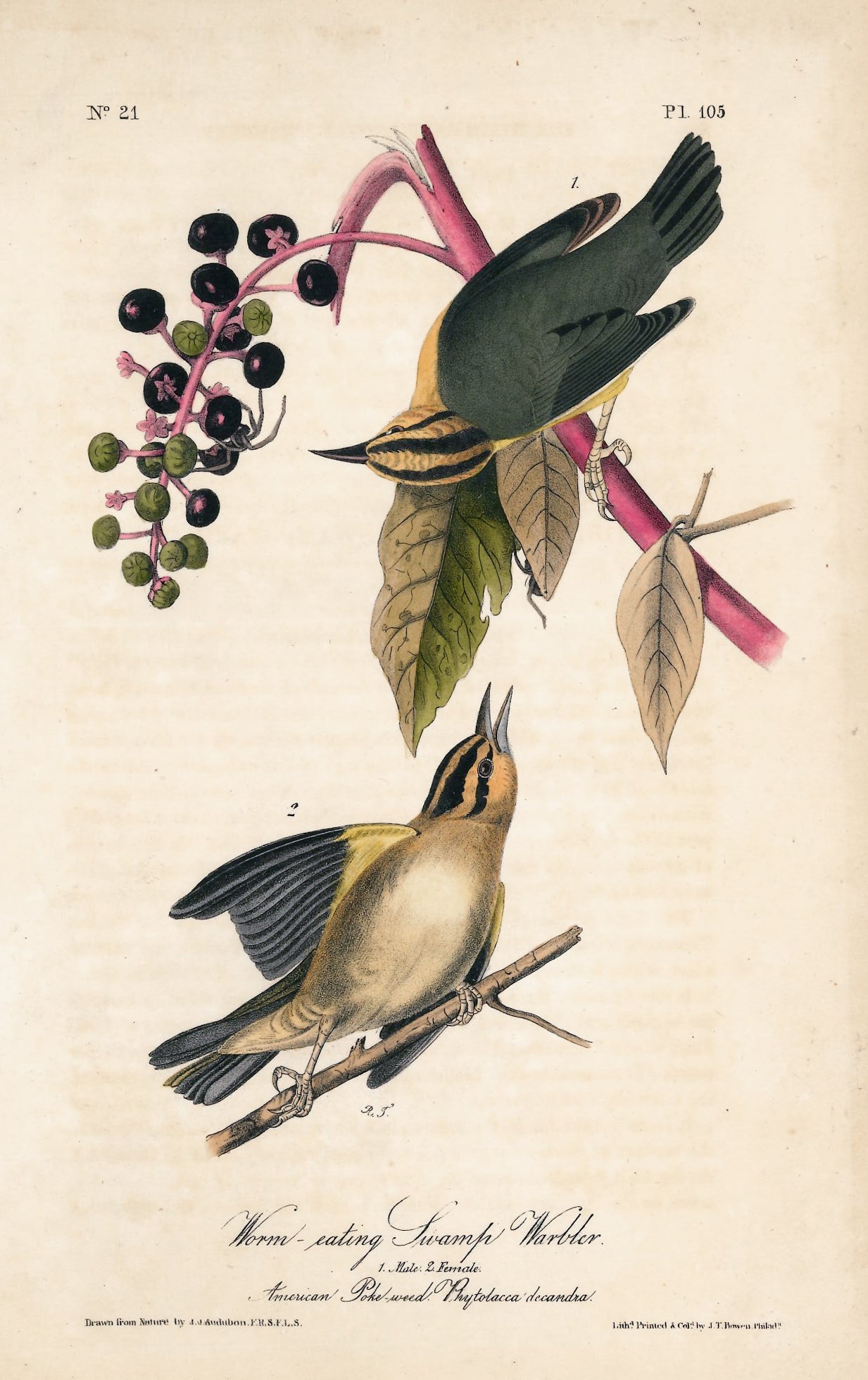 AUDUBON, John James (1785 - 1851), Worm Eating Swamp Warbler (Plate 105), 1839-1844