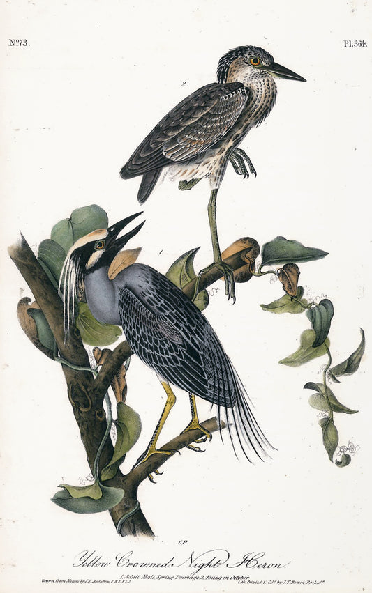 AUDUBON, John James (1785 - 1851), Yellow Crowned Night Heron (Plate 364), 1839-1844