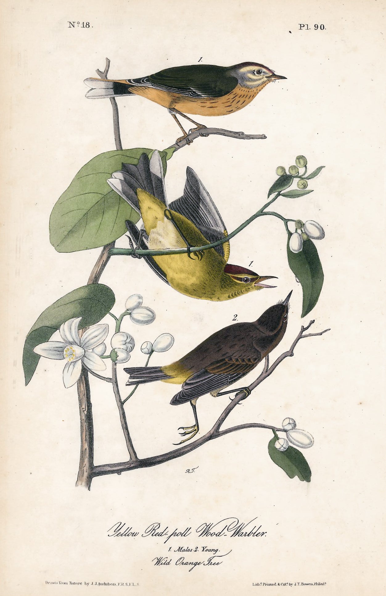AUDUBON, John James (1785 - 1851), Yellow Red Poll Wood Warbler (Plate 90), 1839-1844