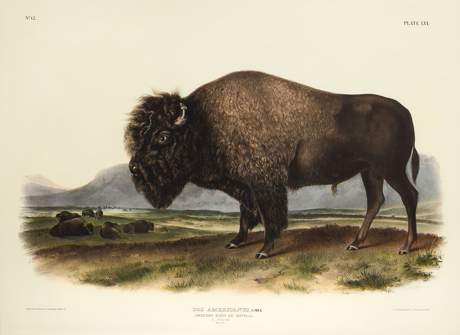 AUDUBON, John James (1785-1851) & AUDUBON, John Woodhouse (1812-1862). American Bison or Buffalo, Pl. LVI. - Arader Galleries