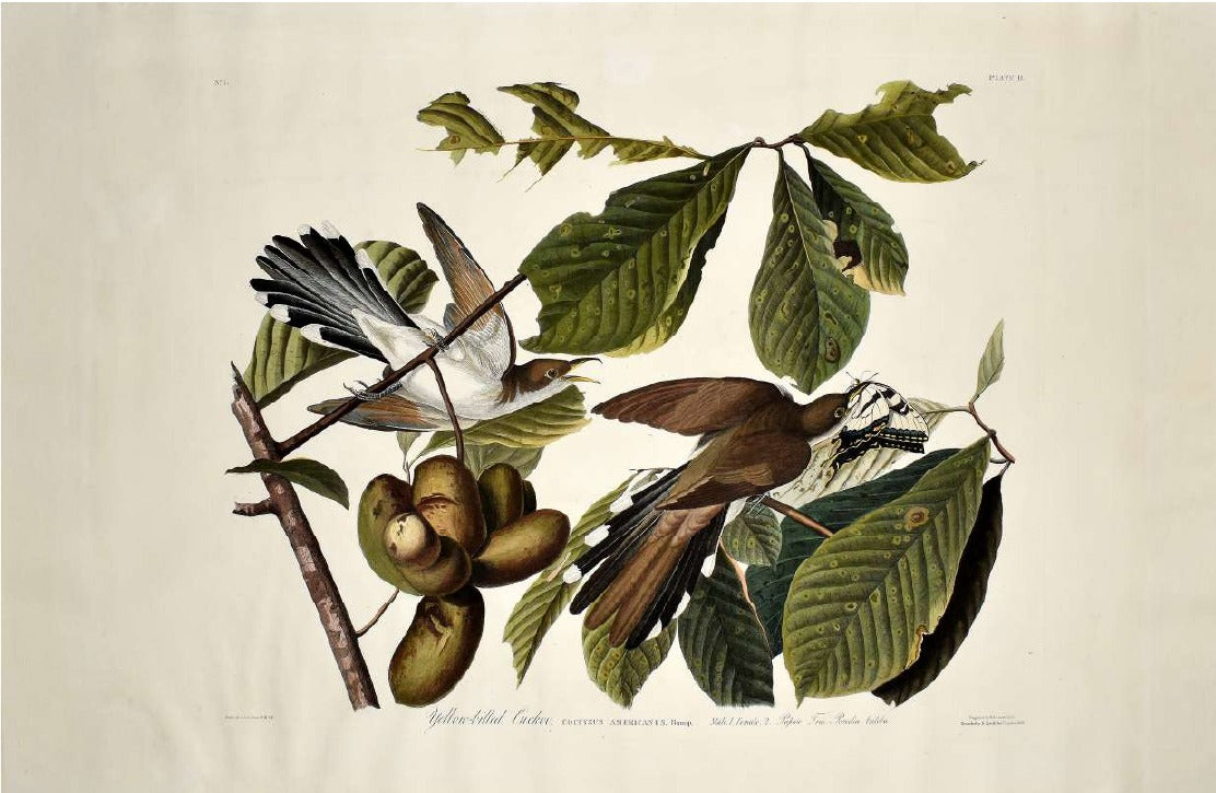 AUDUBON, John James (1785-1851). Pl. 2 Yellow-billed Cuckoo