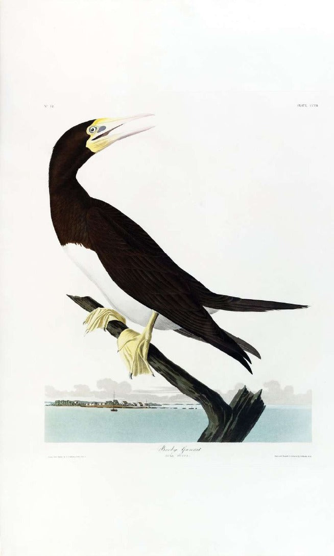AUDUBON, John James (1785-1851). Pl. 207 Booby Gannet