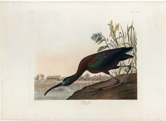 AUDUBON, John James (1785-1851). Pl. 387 Glossy Ibis
