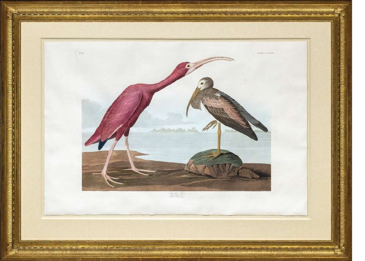AUDUBON, John James (1785-1851). Pl. 397 Scarlet Ibis