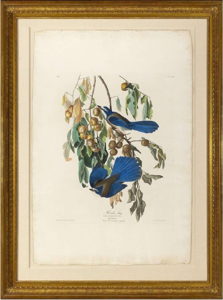 AUDUBON, John James (1785-1851). Pl. 87 Florida Jay