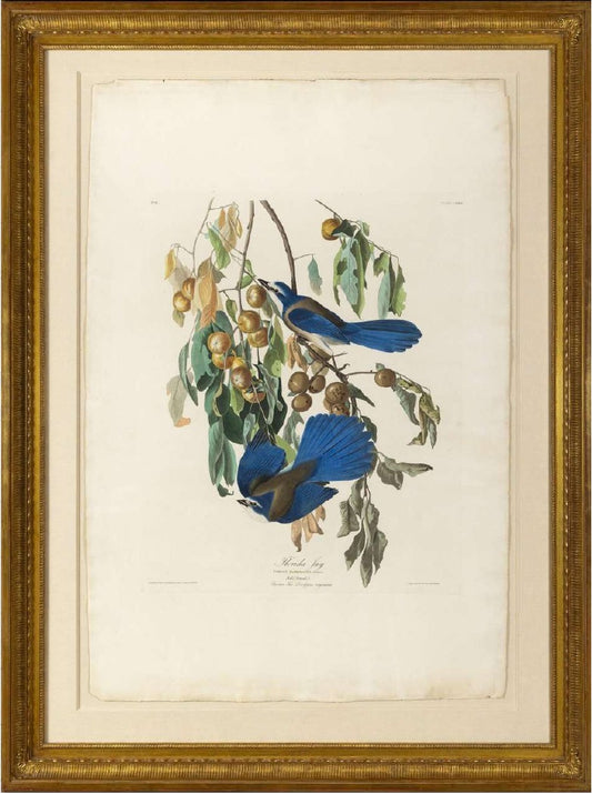 AUDUBON, John James (1785-1851). Pl. 87 Florida Jay