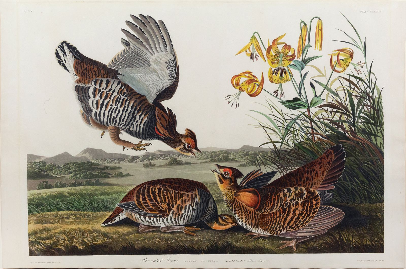 All Botanical Engravings & Lithographs – Arader Galleries