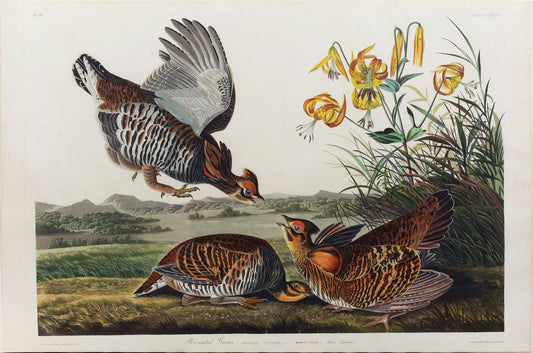 AUDUBON, John James (1785 - 1851), Pinneated Grouse, (Plate 186), 1827–1838