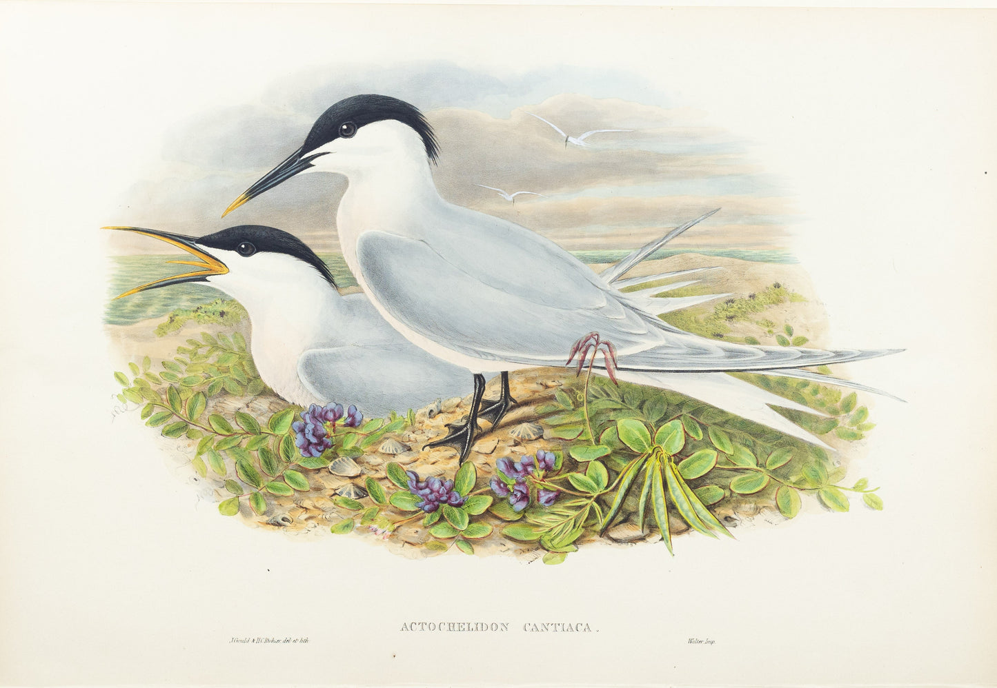John Gould (1804-1881), Actochelidon cantiaca [Sandwich Tern]