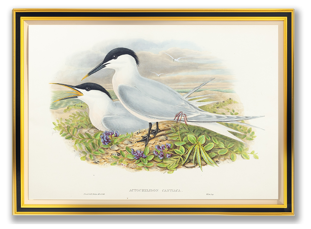 John Gould (1804-1881), Actochelidon cantiaca [Sandwich Tern]
