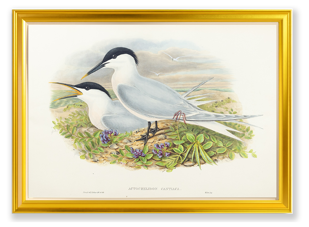 John Gould (1804-1881), Actochelidon cantiaca [Sandwich Tern]