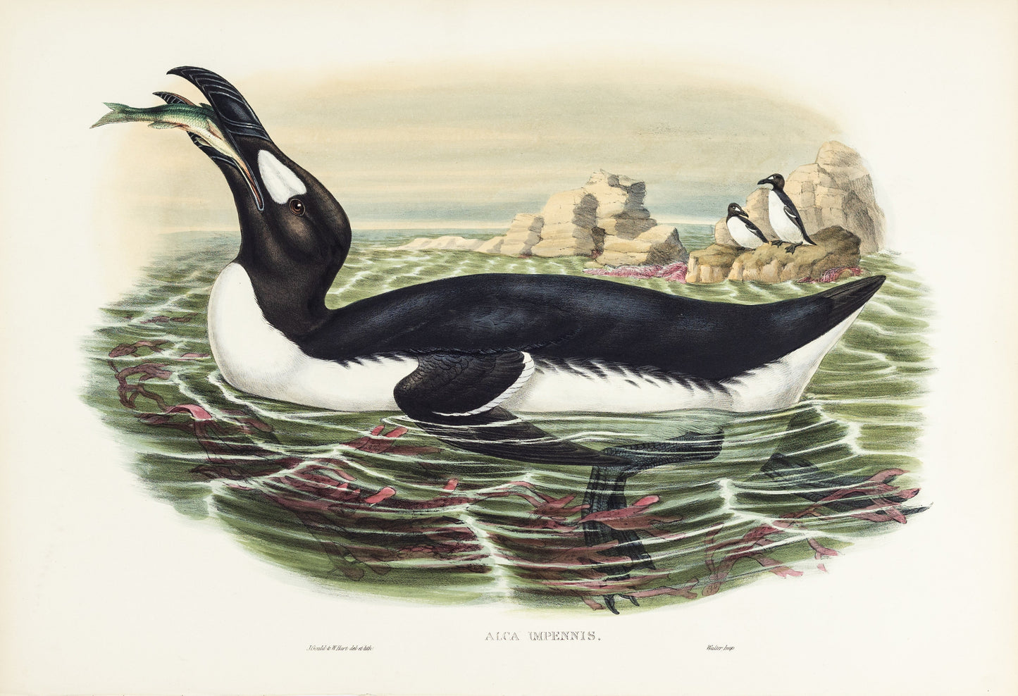 John Gould (1804-1881), Alca impennis [Great Auk]
