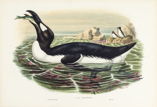 John Gould (1804-1881), Alca impennis [Great Auk]