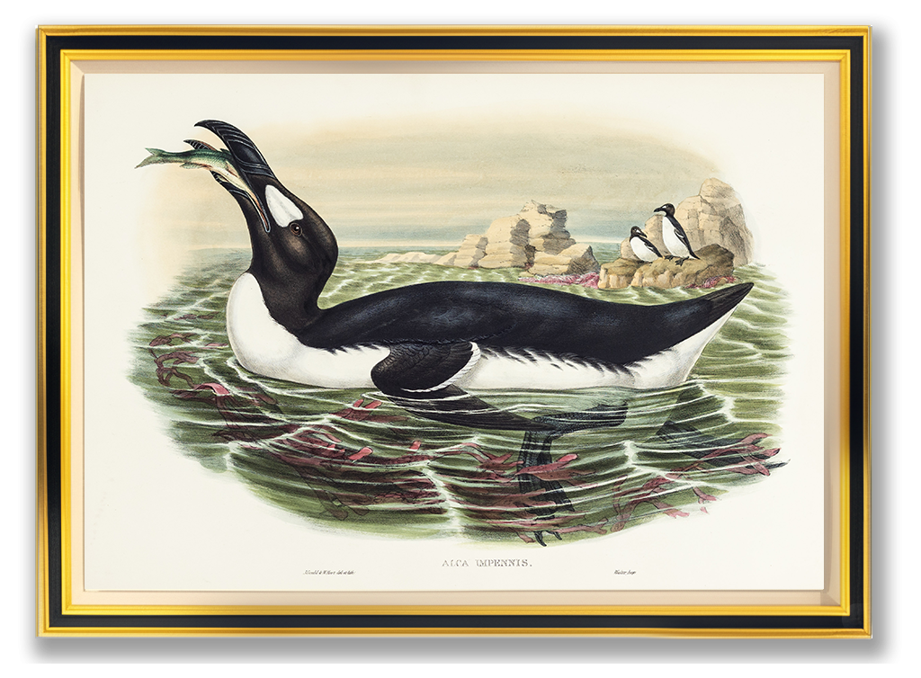 John Gould (1804-1881), Alca impennis [Great Auk]
