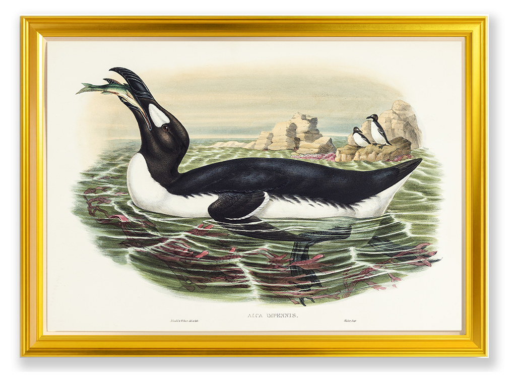 John Gould (1804-1881), Alca impennis [Great Auk]