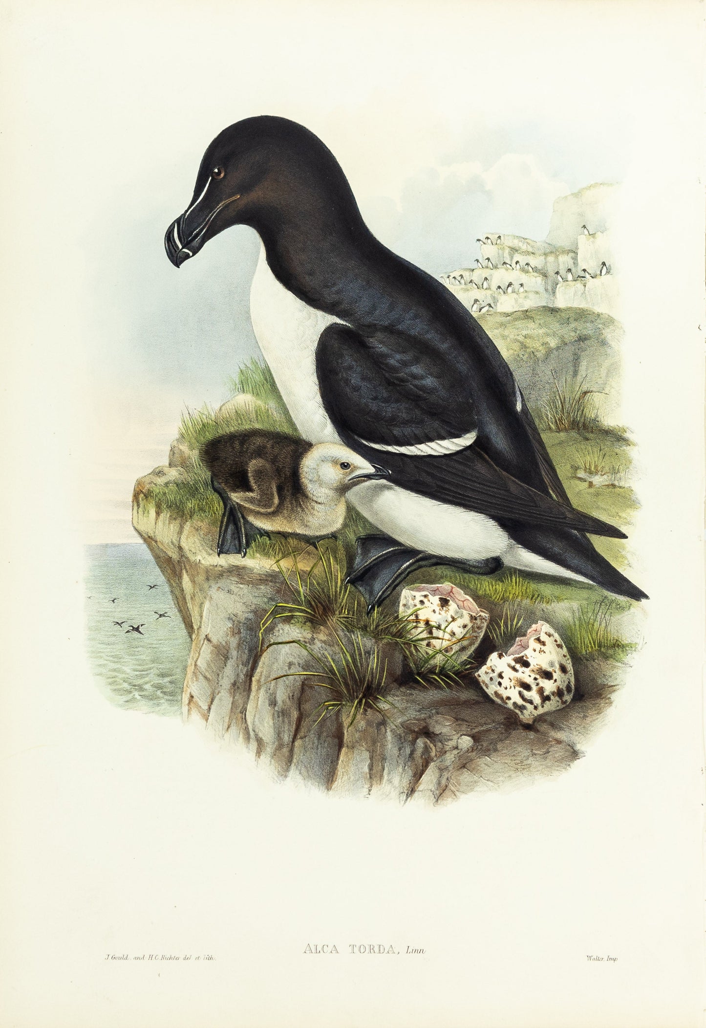 John Gould (1804-1881), Alca torda [Razorbill]
