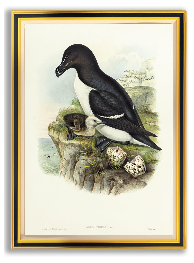 John Gould (1804-1881), Alca torda [Razorbill]