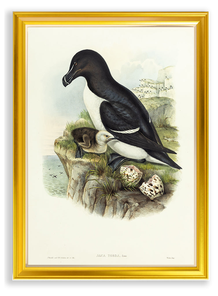 John Gould (1804-1881), Alca torda [Razorbill]