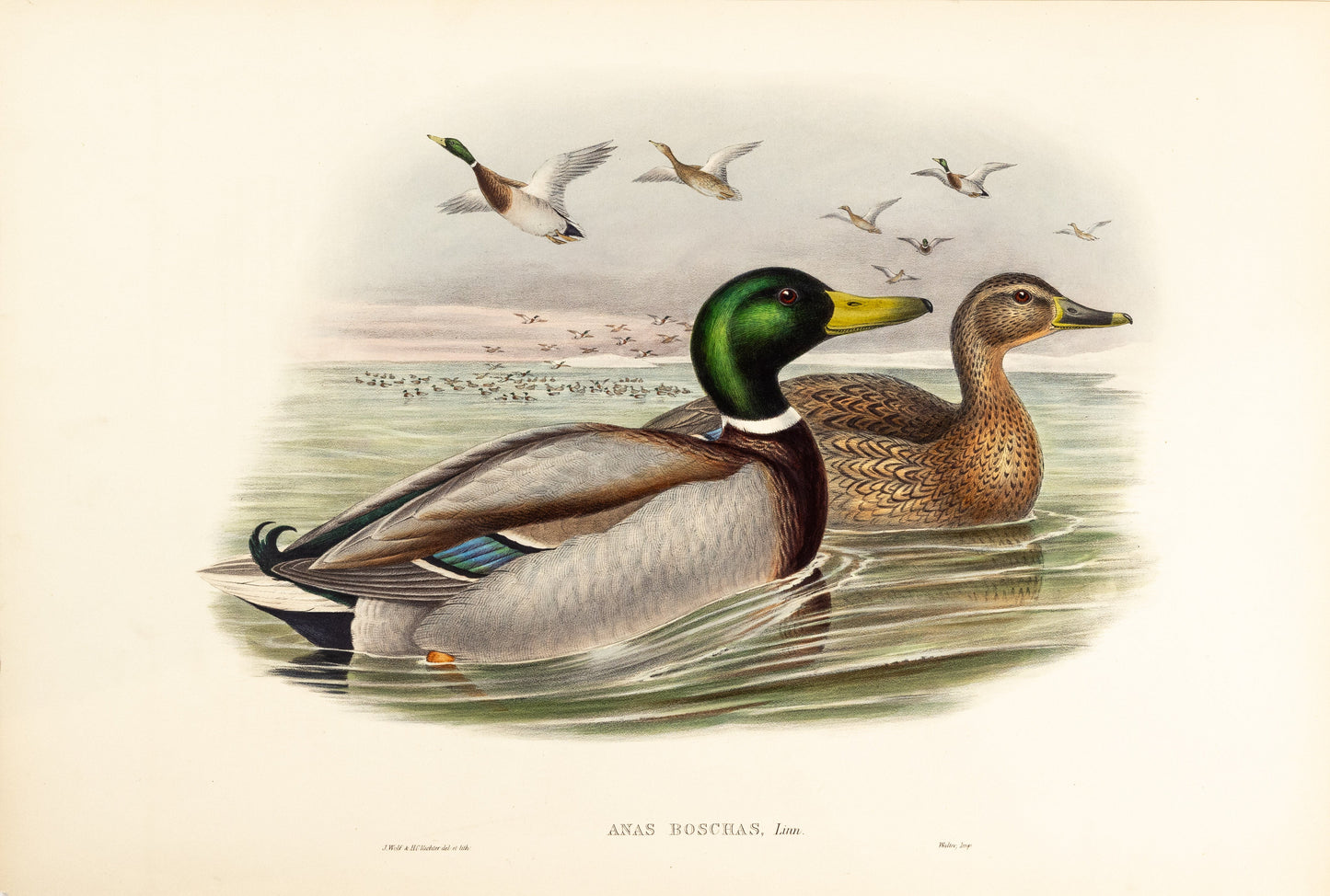 John Gould (1804-1881), Anas boschas [Mallard or Wild Duck]