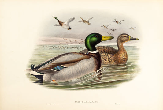 John Gould (1804-1881), Anas boschas [Mallard or Wild Duck]