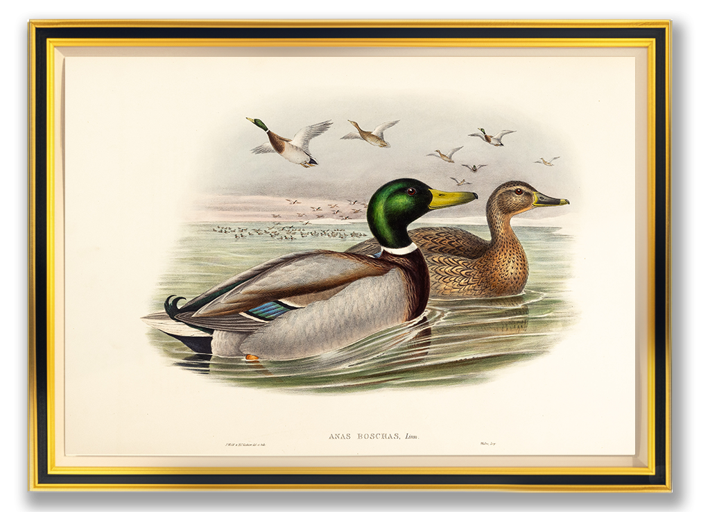 John Gould (1804-1881), Anas boschas [Mallard or Wild Duck]