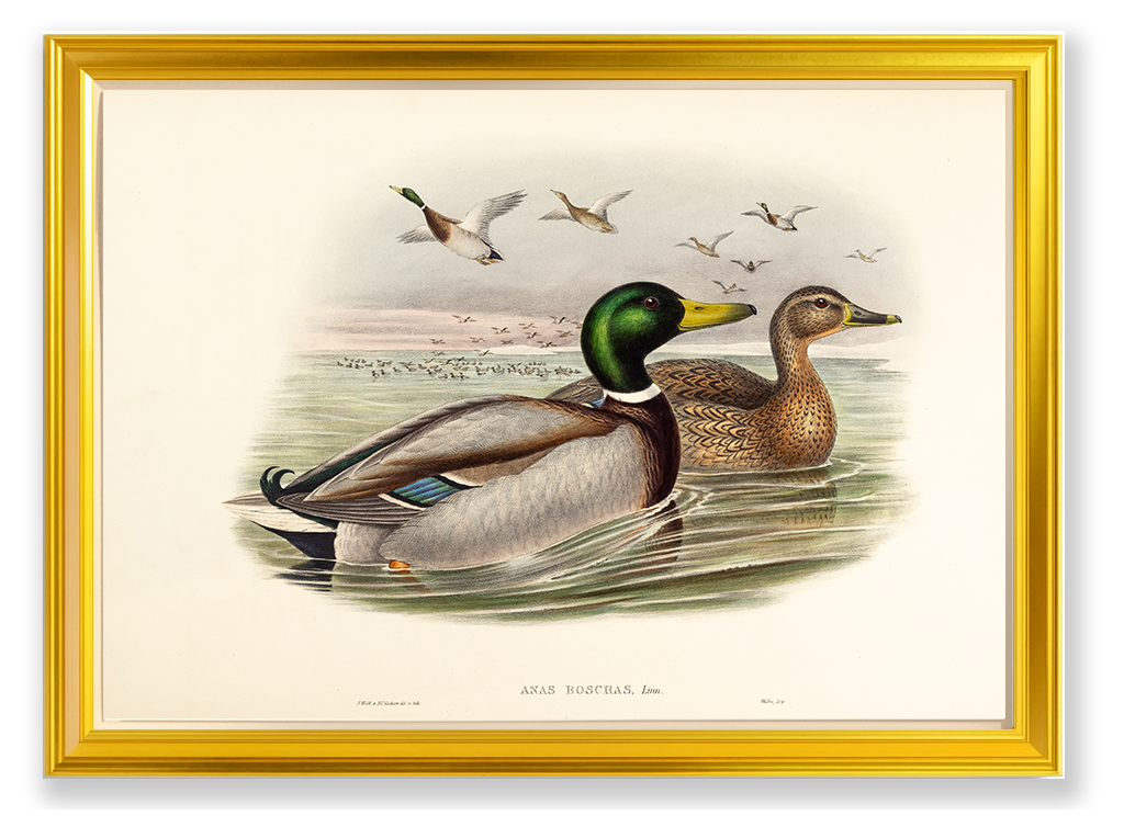 John Gould (1804-1881), Anas boschas [Mallard or Wild Duck]