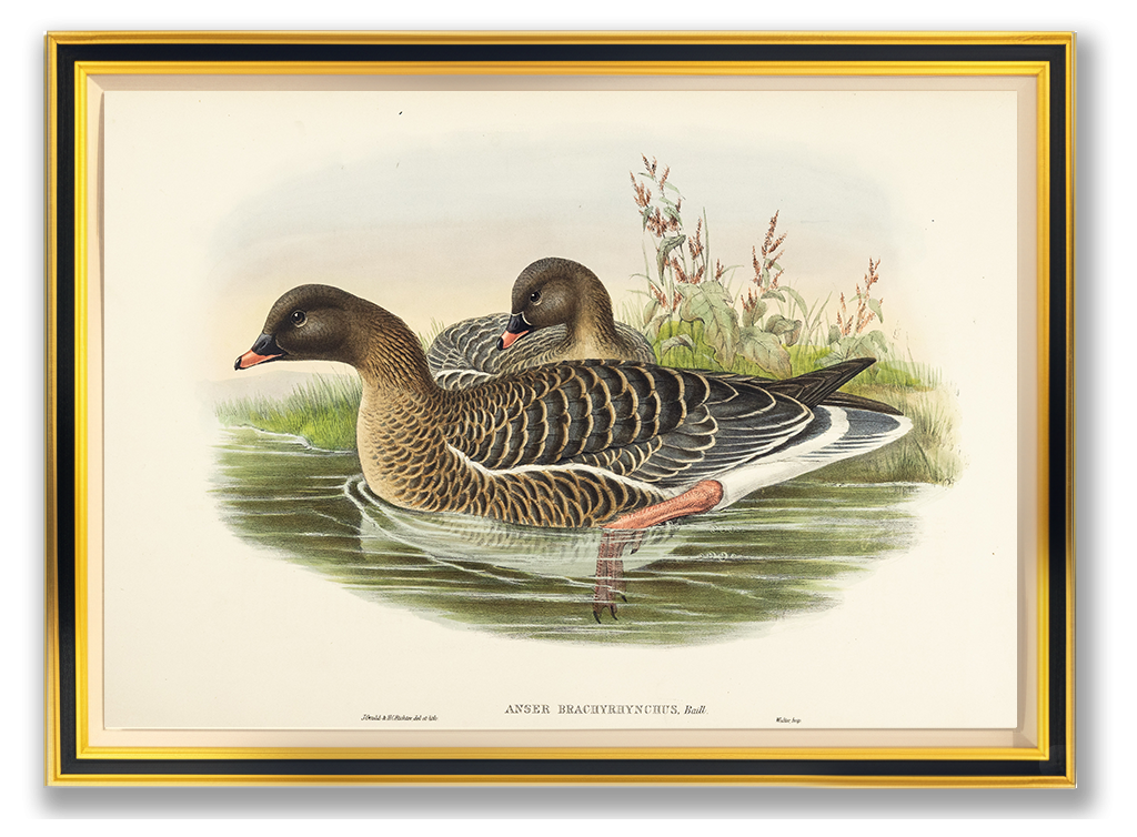 John Gould (1804-1881), Anser brachyrhynchus [Pink-footed Goose]