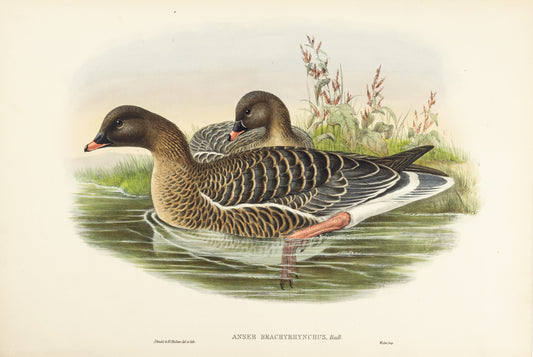 John Gould (1804-1881), Anser brachyrhynchus [Pink-footed Goose]