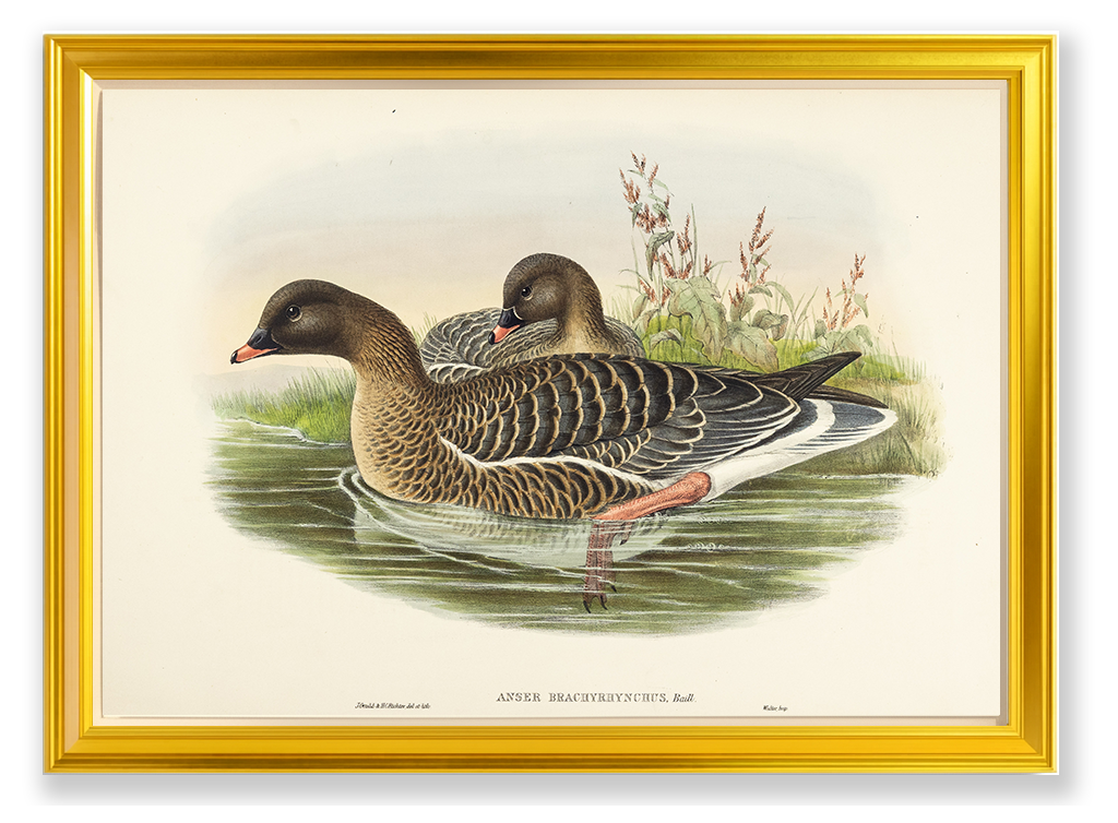 John Gould (1804-1881), Anser brachyrhynchus [Pink-footed Goose]