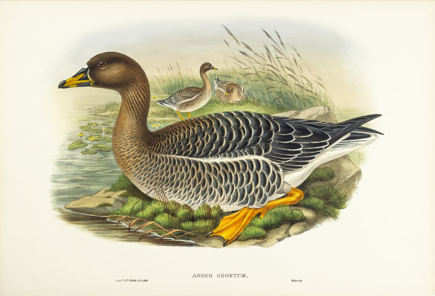John Gould (1804-1881), Anser segetum [Bean-Goose]
