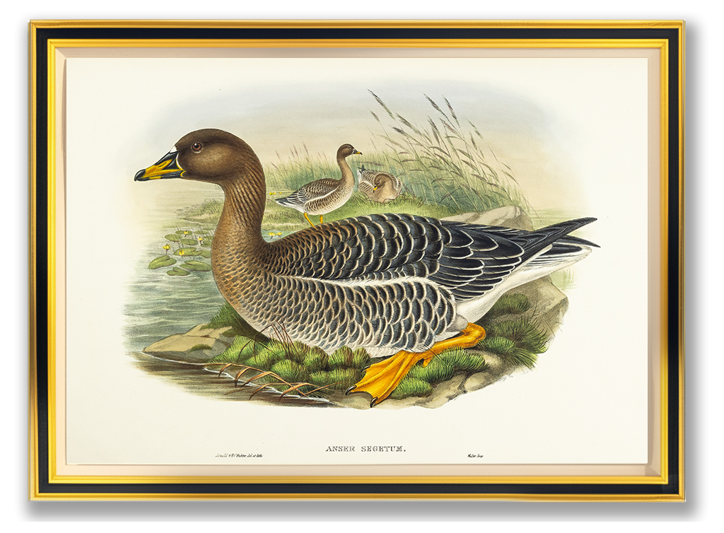 John Gould (1804-1881), Anser segetum [Bean-Goose]